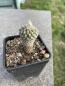 Preview: Encephalocarpus strobiliformis